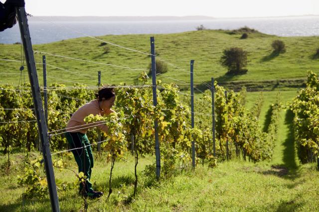 Wineyard down to the watersite
