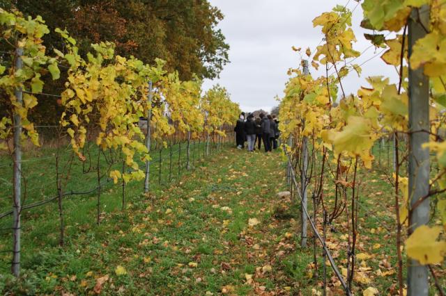 vineyard
