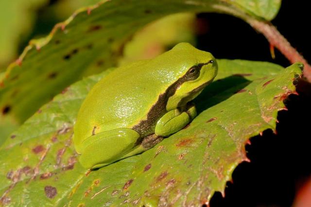 Frog
